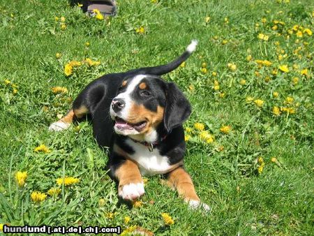 Grosser Schweizer Sennenhund schön ist es auf der Welt zu sein... Sammy (Eiger vor Kohlereschlucht)