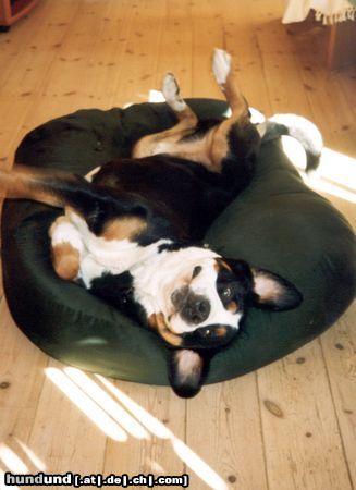 Grosser Schweizer Sennenhund Anton (Samson) in his bed