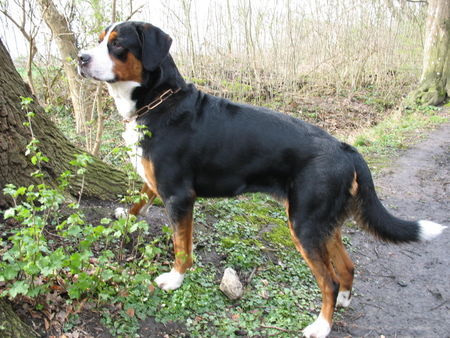 Grosser Schweizer Sennenhund Maddox wünscht allen schöne Ostertage