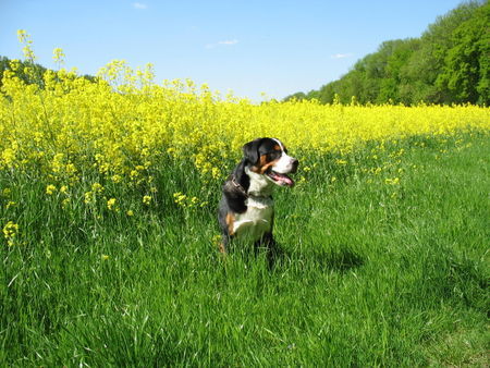 Grosser Schweizer Sennenhund Maddox im blühenden Rapsfeld