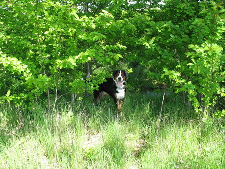 Grosser Schweizer Sennenhund Yeah, Schatten.....