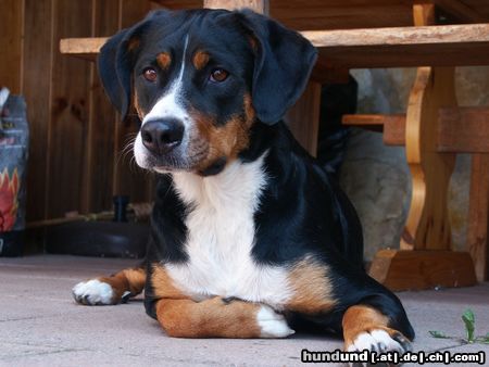 Grosser Schweizer Sennenhund Tequila im Grotto