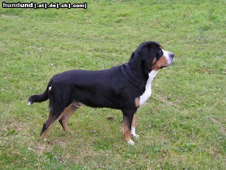 Grosser Schweizer Sennenhund Napoleon in Pose (hat einen Hündin entdeckt)