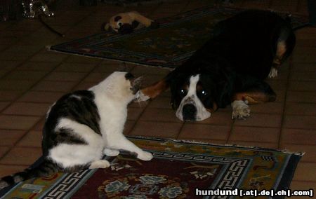 Grosser Schweizer Sennenhund Sag es, Hunde spinnen, Katzen gewinnen.