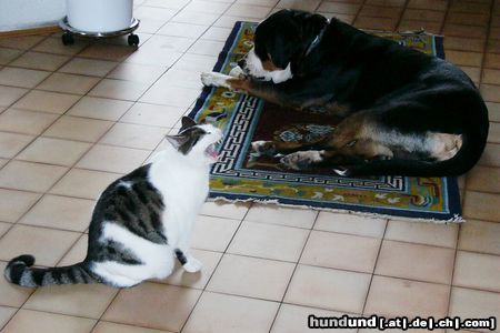 Grosser Schweizer Sennenhund Hund und Katz