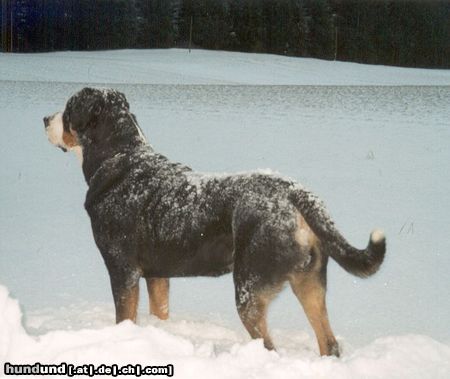 Grosser Schweizer Sennenhund Samson in Snow