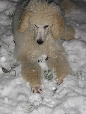 Grosspudel Cenja im Schnee