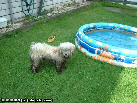 Havaneser Nein, ich will nicht baden! Sagen wir einfach, das ist eine neue Fellzeichnung, ja?!