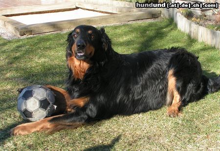 Hovawart unser süßer familienhund Branco