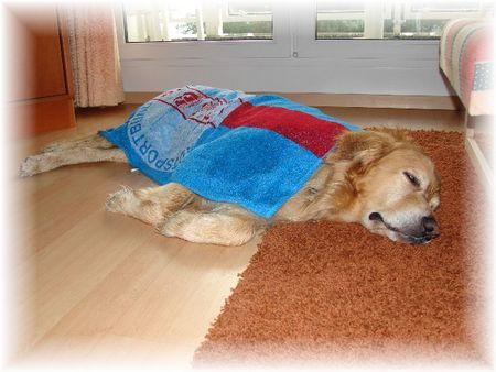 Hovawart mein Hovi in unserer Ferienwohnung Bad Saarow nach einem Platzregen 2006