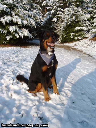 Hovawart BALOU, 7 Jahre, im Sommer geschoren, hervorragender Familienhund