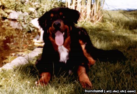 Hovawart BALOU, 7 Jahre, im Sommer geschoren, hervorragender Familienhund