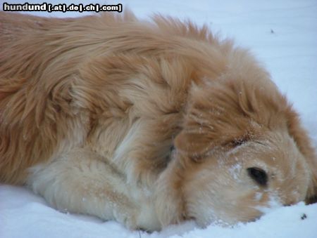 Hovawart Barnie der Schneepflug