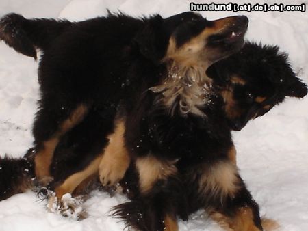 Hovawart gemeinsames toben im Schnee