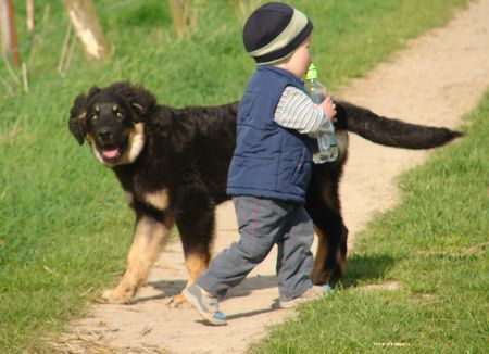 Hovawart Unsere zwei Jüngsten