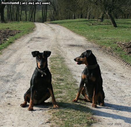 Hovawart Haller Deutsche Pinscher