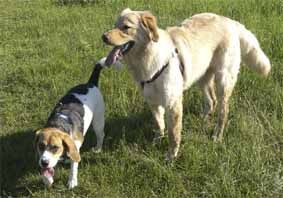 Hovawart Cato und Beagle Hexe