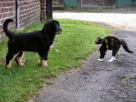 Hovawart Bruno vom Auegrund, 10 Wochen alt mit Katze