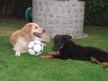 Hovawart Dana 7 J. blond und Nando 6 M. beim ballspielen                                           