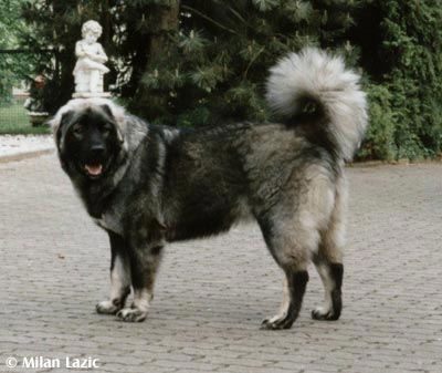 Illyrischer Schäferhund