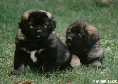 Illyrischer Schäferhund