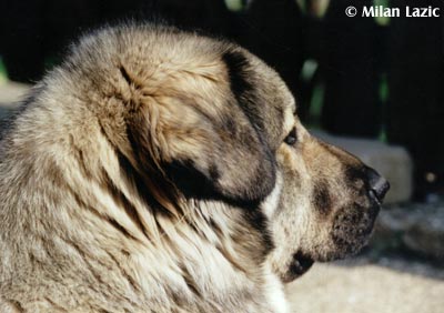 Illyrischer Schäferhund