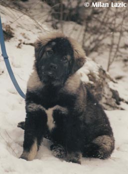 Illyrischer Schäferhund Asra