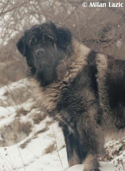 Illyrischer Schäferhund Dane