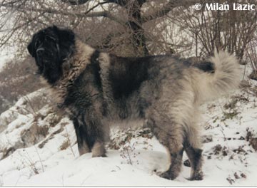 Illyrischer Schäferhund Dane