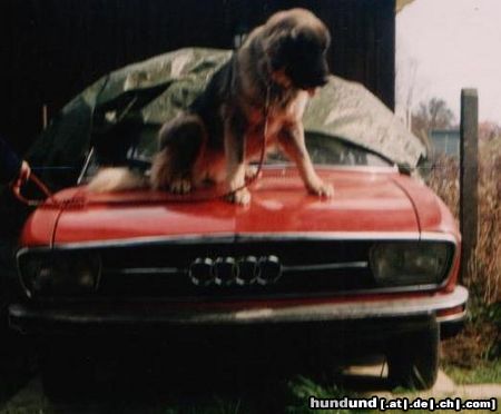 Illyrischer Schäferhund Astra Forest Beast & Audi 100LS 1971.