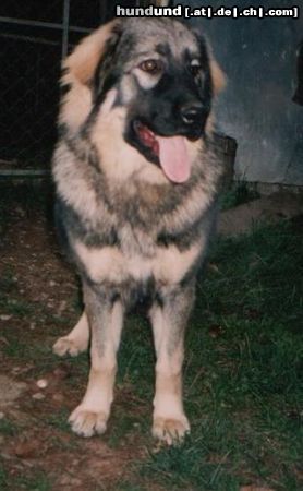 Illyrischer Schäferhund Cobra Forest Beast