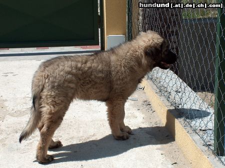 Illyrischer Schäferhund Bentavölgyi Bátor Cvetka, 3 month