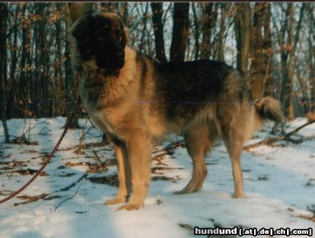 Illyrischer Schäferhund Astra Forest Beast, Zagreb, Croatia