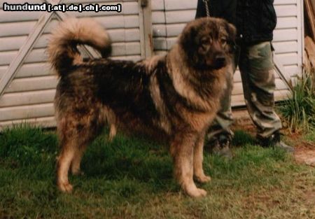 Illyrischer Schäferhund Besi, Zagreb, Croatia