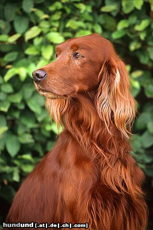 Irish Red Setter Ein Besucher bei einer Windhundeausstellung