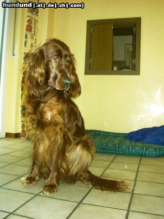 Irish Red Setter Bettey