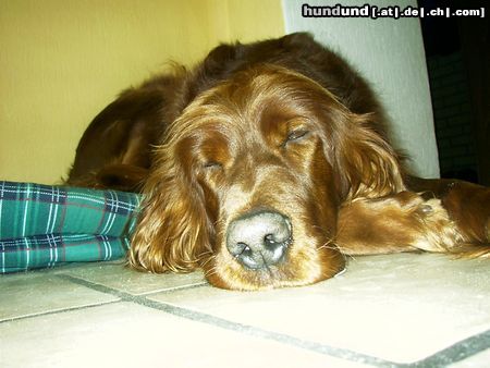 Irish Red Setter Betty ( Arielle vom Talismann)