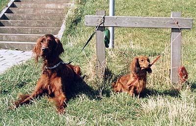 Irish Red Setter Lady & Denny