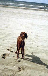 Irish Red Setter Lady (Vivian zur Dörenschlucht)