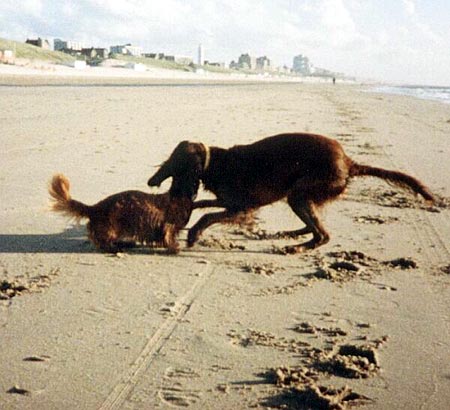 Irish Red Setter Lady & Denny