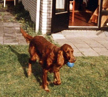 Irish Red Setter Lady (Vivian zur Dörenschlucht)