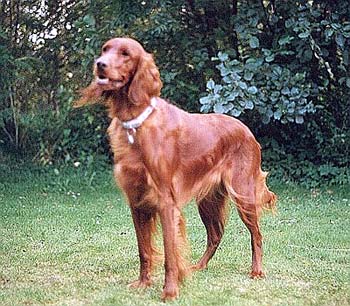 Irish Red Setter Lady (Vivian zur Dörenschlucht)