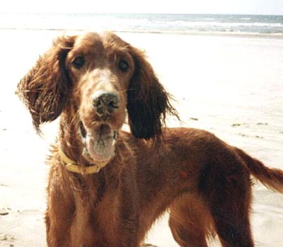 Irish Red Setter Lady (Vivian zur Dörenschlucht)