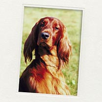 Irish Red Setter Eric