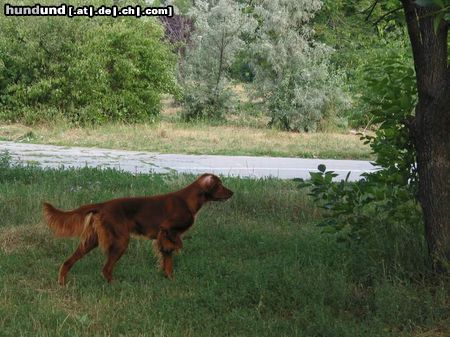 Irish Red Setter Kitta Redacaju hunting