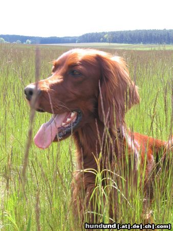 Irish Red Setter Ashley of the marshy country