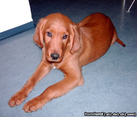 Irish Red Setter Arco wer ist der schönste im ganzen Land ?!