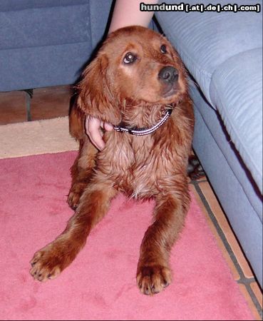 Irish Red Setter Arco will nie mehr baden !?