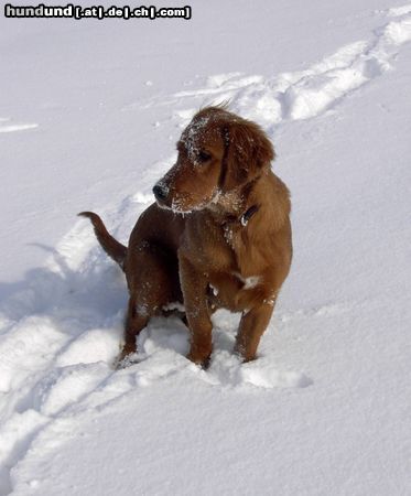 Irish Red Setter