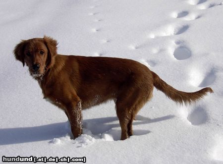 Irish Red Setter